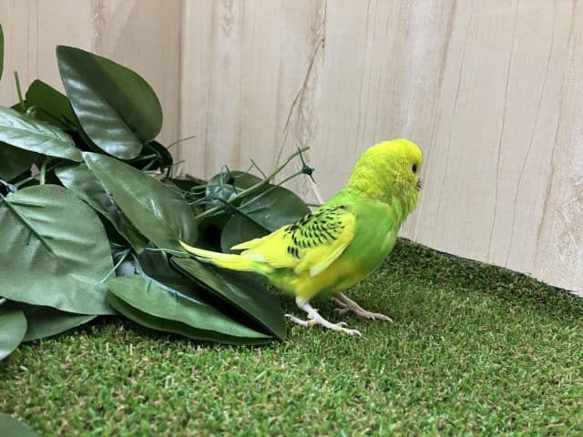セキセイインコ