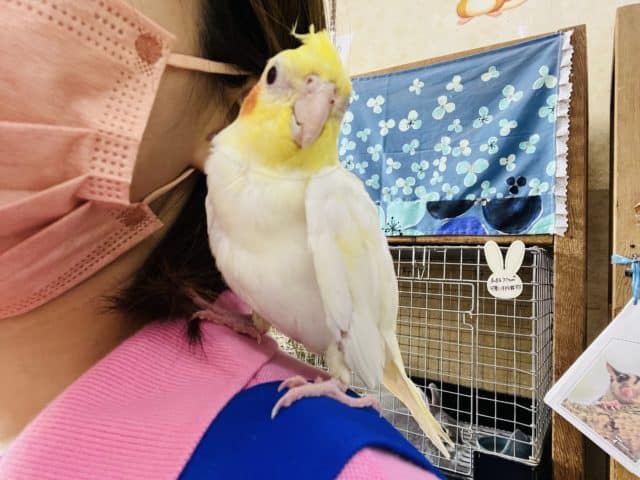 オカメインコ