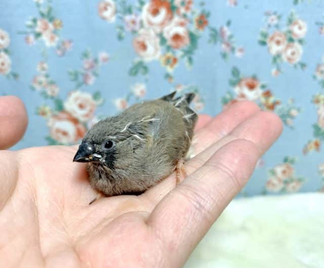 錦花鳥（キンカチョウ）