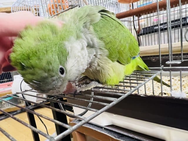 オキナインコ