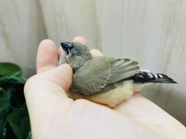 錦花鳥（キンカチョウ）