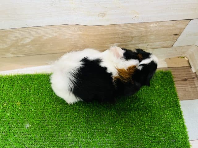 アビシニアンモルモット