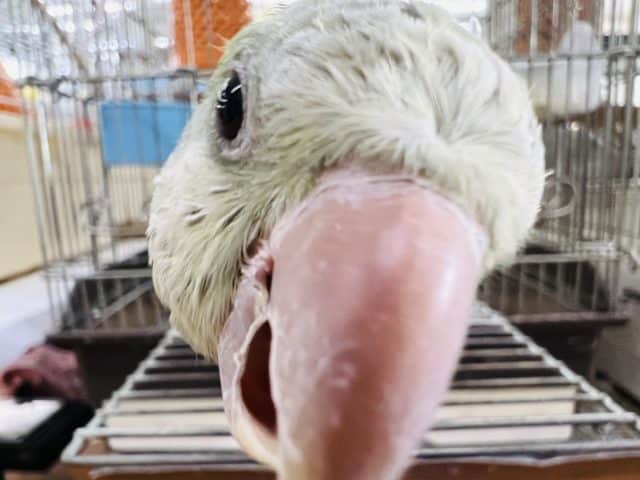 オキナインコ