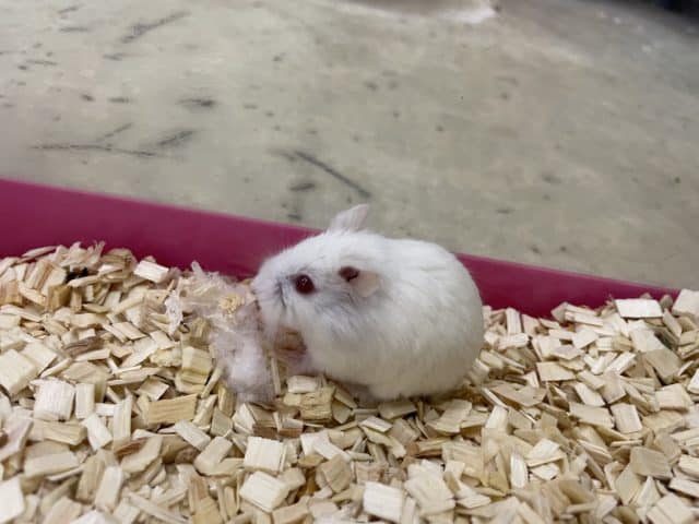 ロボロフスキーハムスター