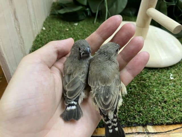 最新画像になりますよ〜!! まめちゃん 仲良くやってきました~!! キンカチョウ ノーマル 錦花鳥(キンカチョウ)