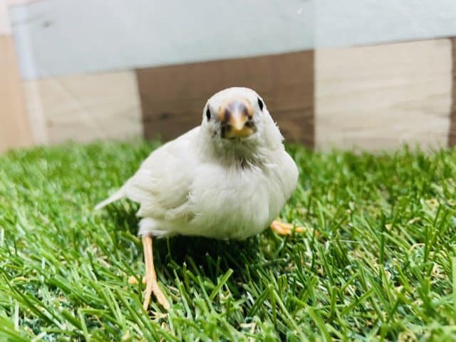 錦花鳥（キンカチョウ）