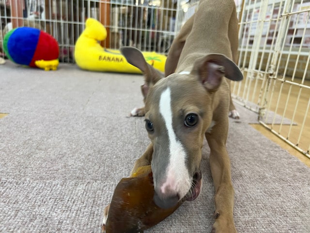 イタリアングレーハウンド