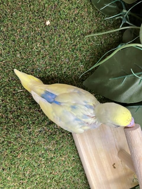 セキセイインコ