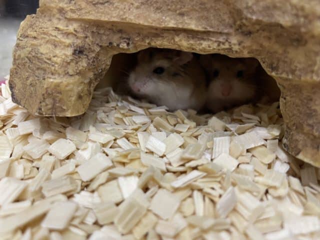 ロボロフスキーハムスター