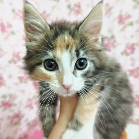 ノルウェージャンフォレストキャット