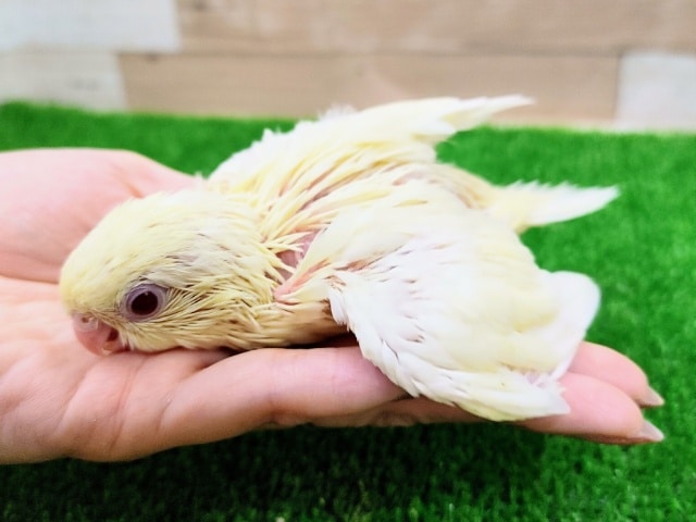 サザナミインコ