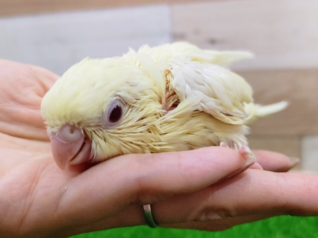 サザナミインコ