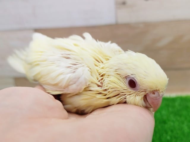 サザナミインコ