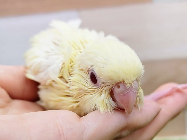 サザナミインコ