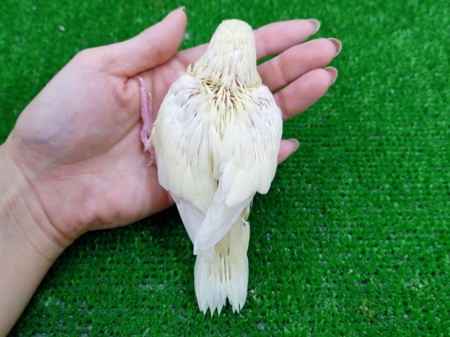 サザナミインコ