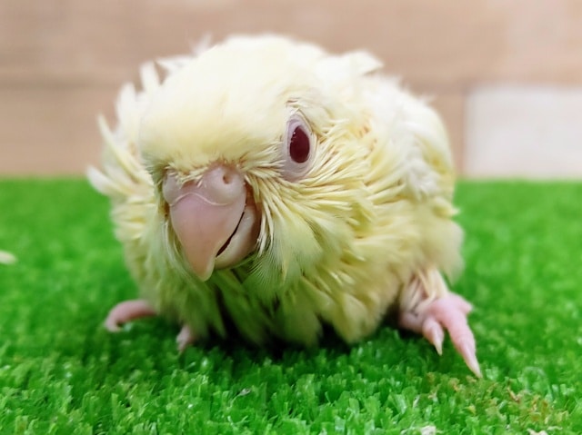 サザナミインコ