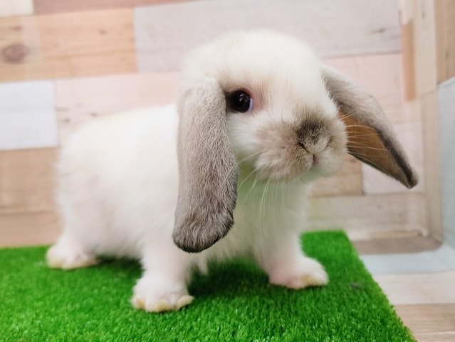 ロップイヤーラビット