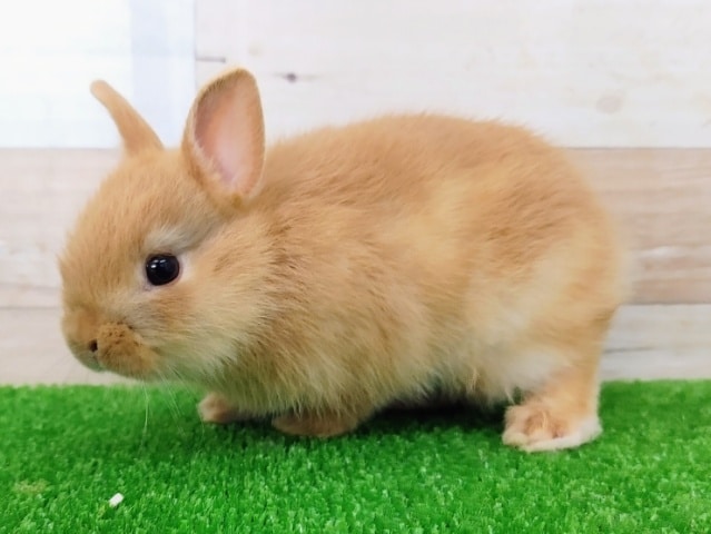 ネザーランドドワーフ