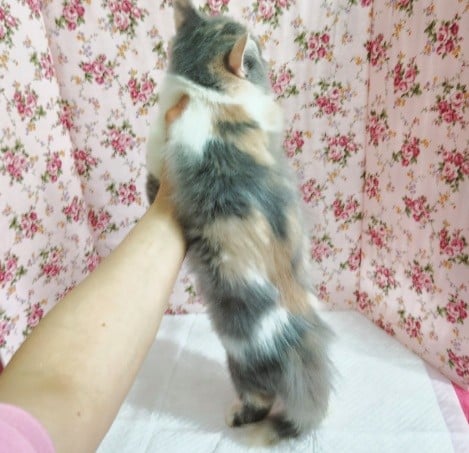 スコティッシュフォールド