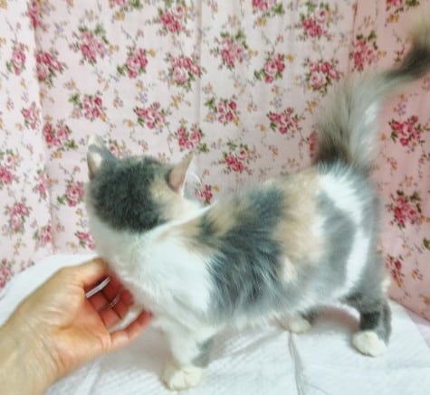 スコティッシュフォールド