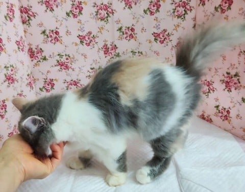 スコティッシュフォールド