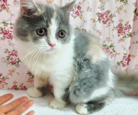 スコティッシュフォールド