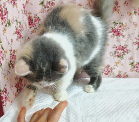 スコティッシュフォールド