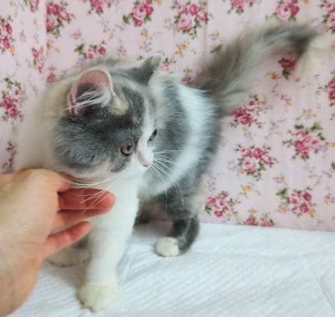 スコティッシュフォールド