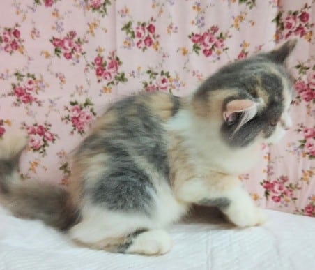 スコティッシュフォールド