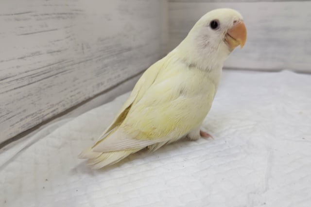 コザクラインコ（小桜インコ）