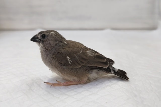 錦花鳥（キンカチョウ）