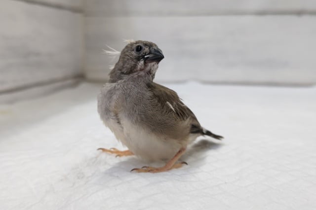 錦花鳥（キンカチョウ）