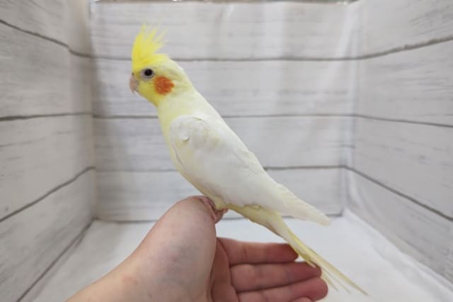 オカメインコ