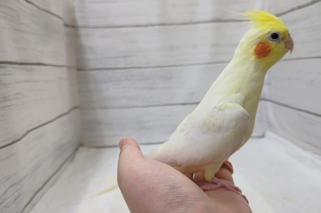 オカメインコ