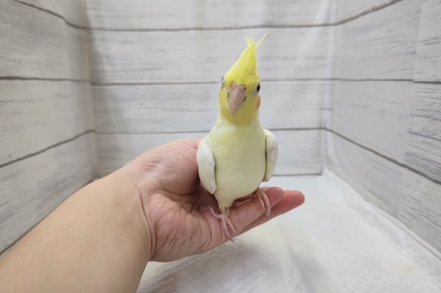 オカメインコ