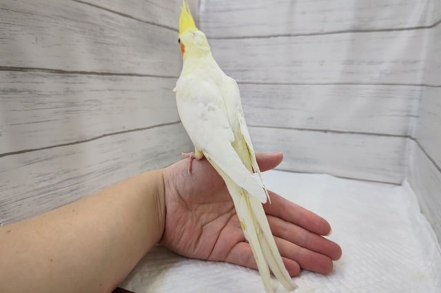 オカメインコ