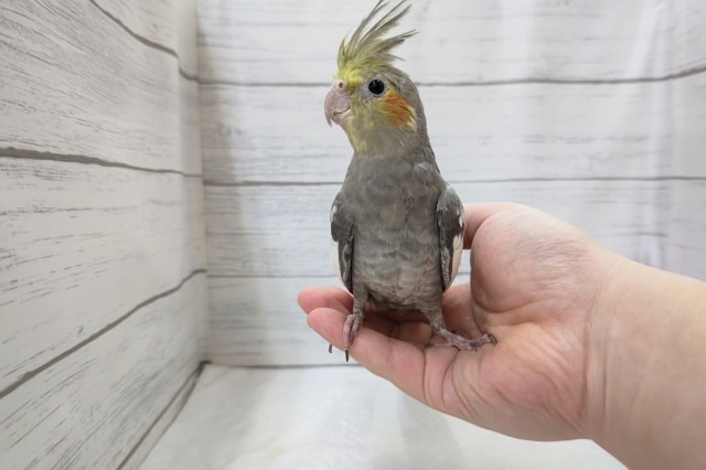 オカメインコ