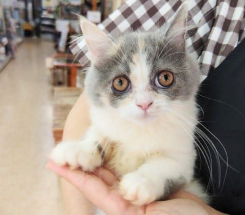 スコティッシュフォールド