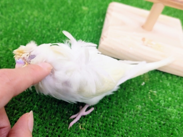 羽衣セキセイインコ