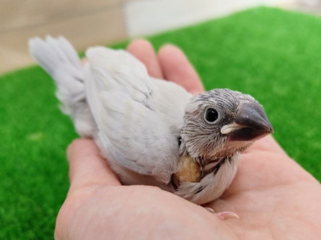 シルバー文鳥