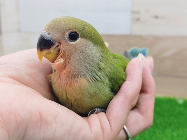 コザクラインコ（小桜インコ）
