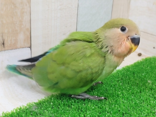 コザクラインコ（小桜インコ）