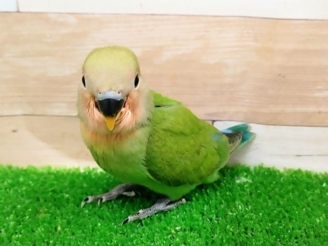 コザクラインコ（小桜インコ）