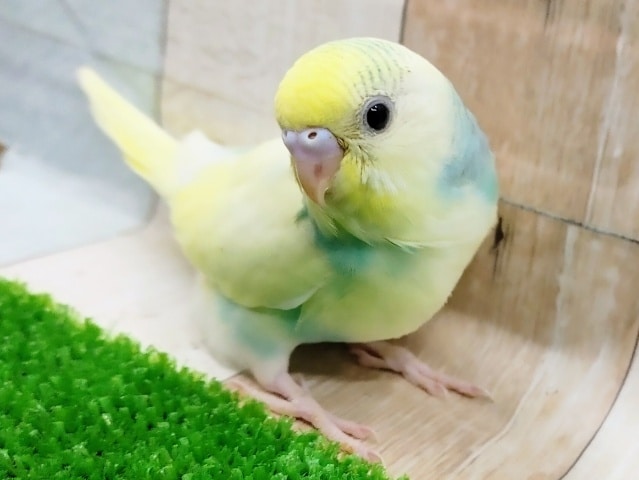 フェアリー感のあるセキセイインコ(パステルレインボースパングルパイド)さん入荷しました❤ セキセイインコ