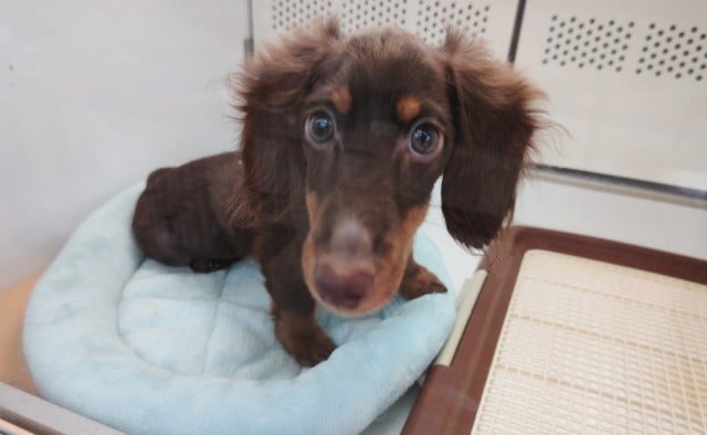 ミニチュアダックス