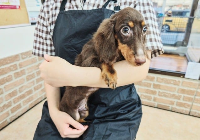 ミニチュアダックス