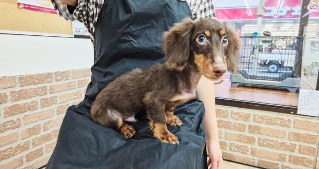 ミニチュアダックス