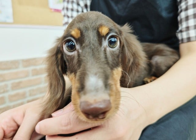 ミニチュアダックス