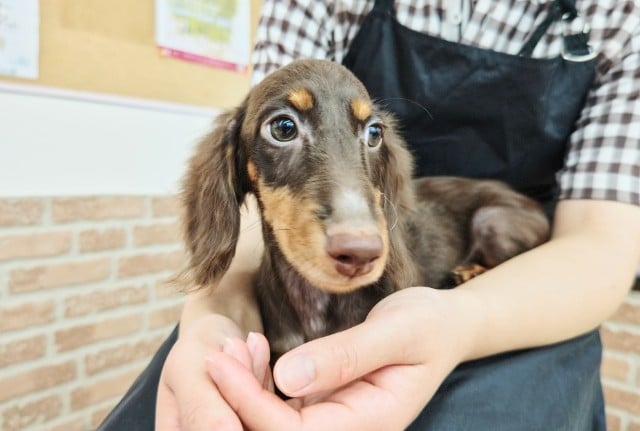 ミニチュアダックス