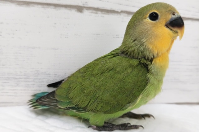 コザクラインコ（小桜インコ）